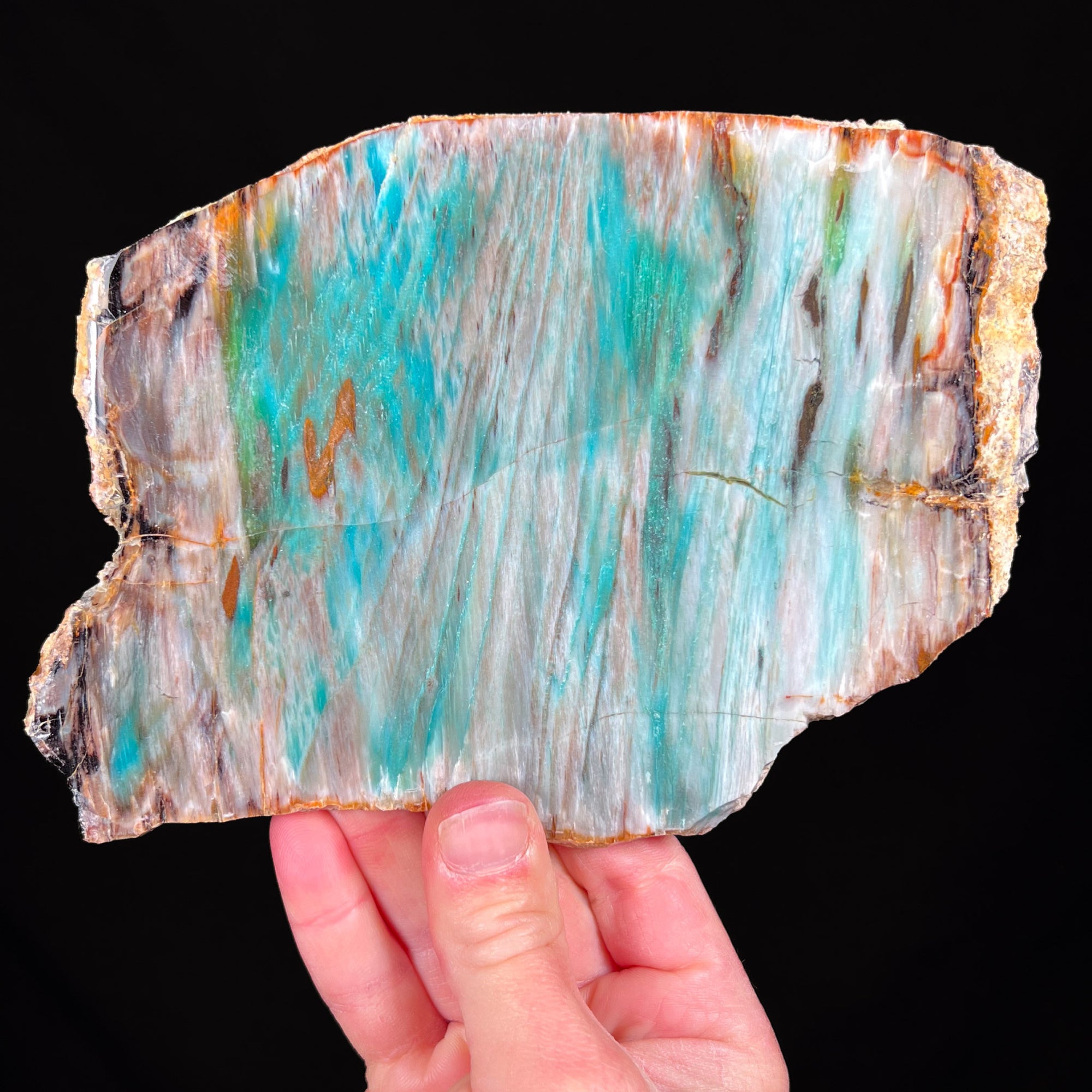 Petrified Wood with Copper Minerals from Turkey