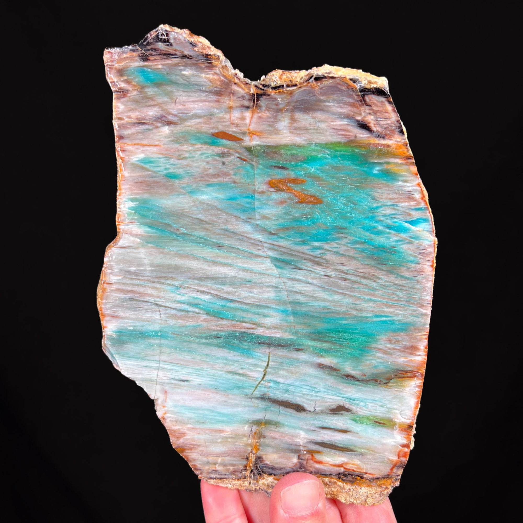 Petrified Wood with Copper Minerals from Turkey