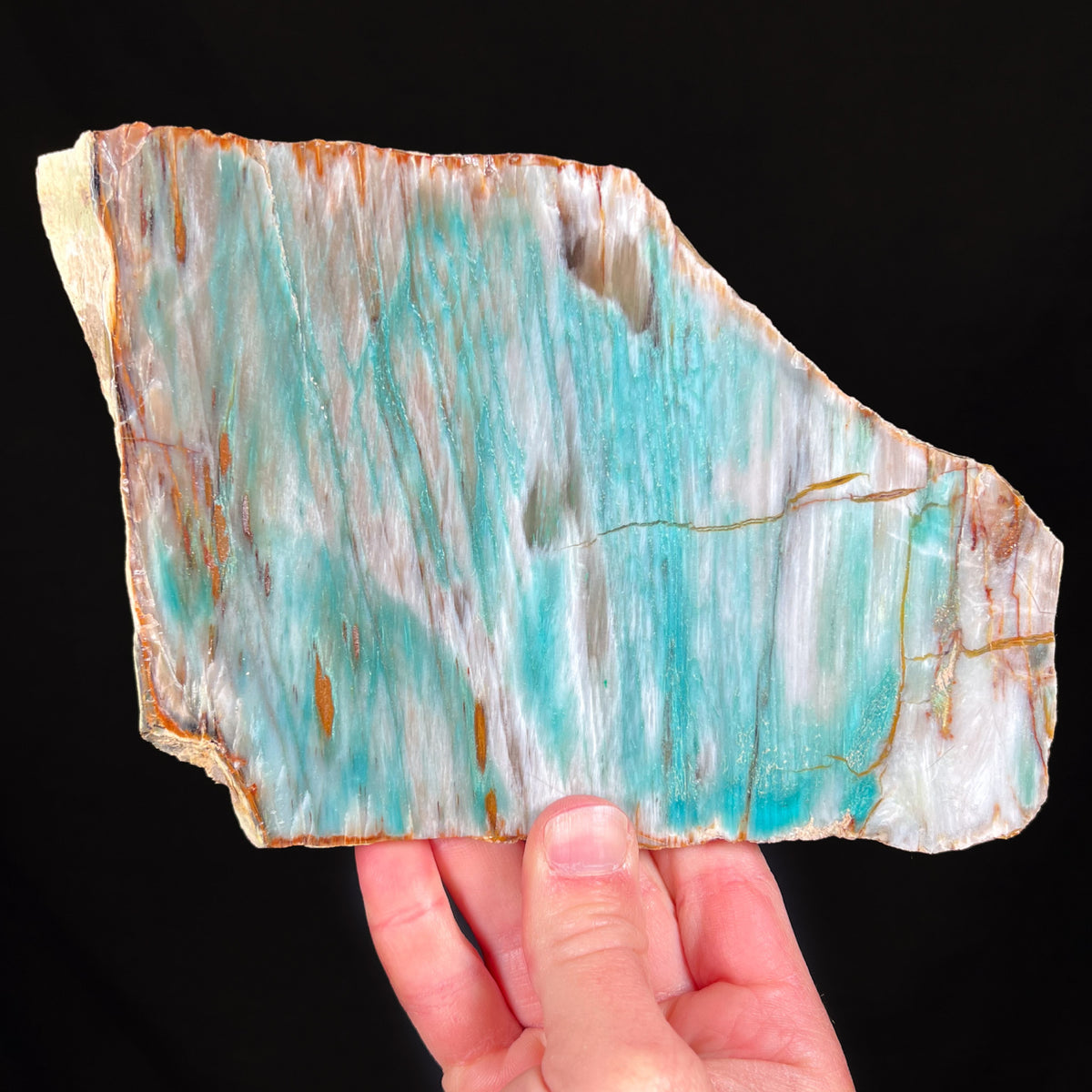 Colla Petrified Wood from Turkey