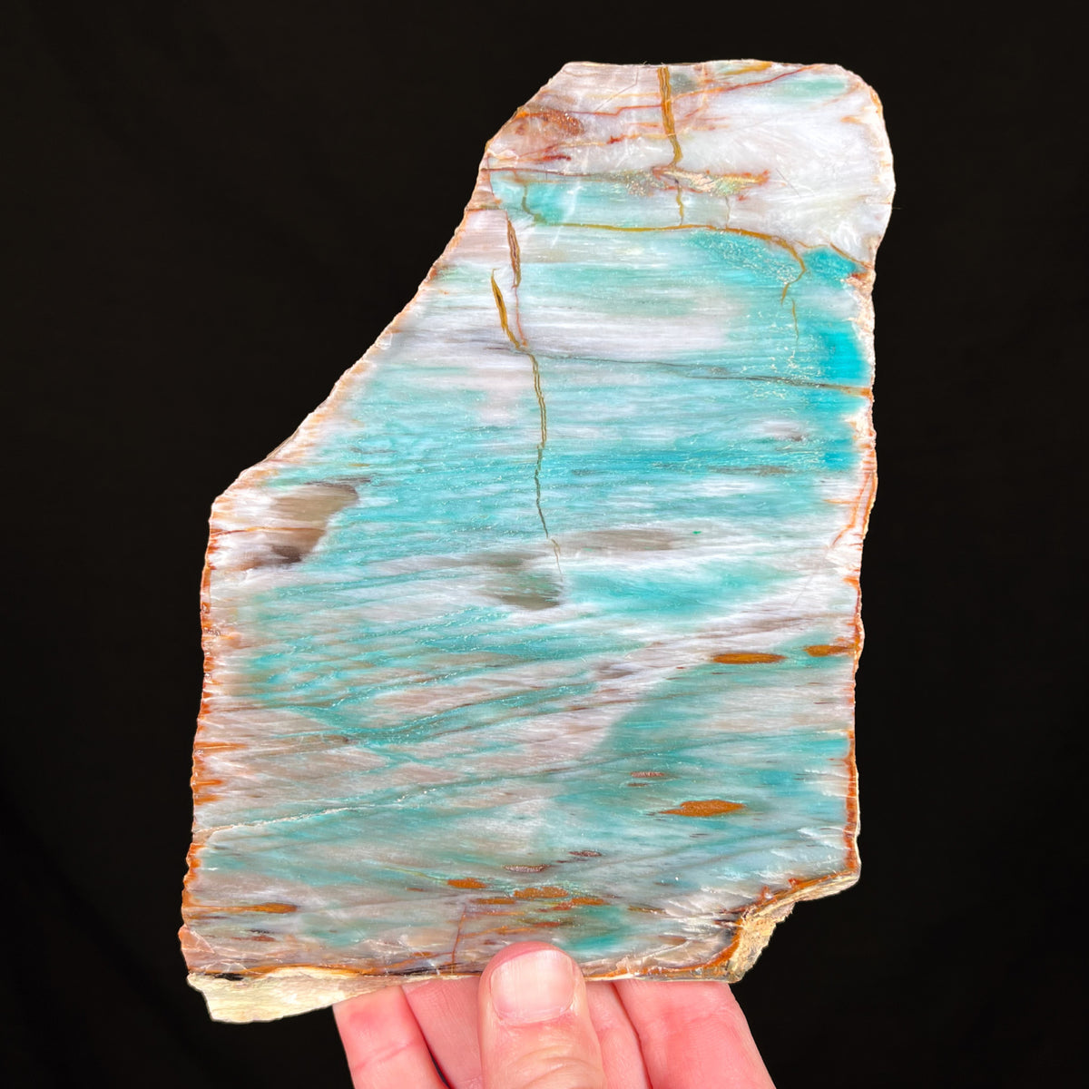 Chrysocolla Petrified Wood from Turkey