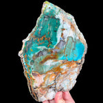 Rare Petrified Colla Wood from Turkey