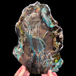 Large Slice of Petrified Colla Wood from Turkey