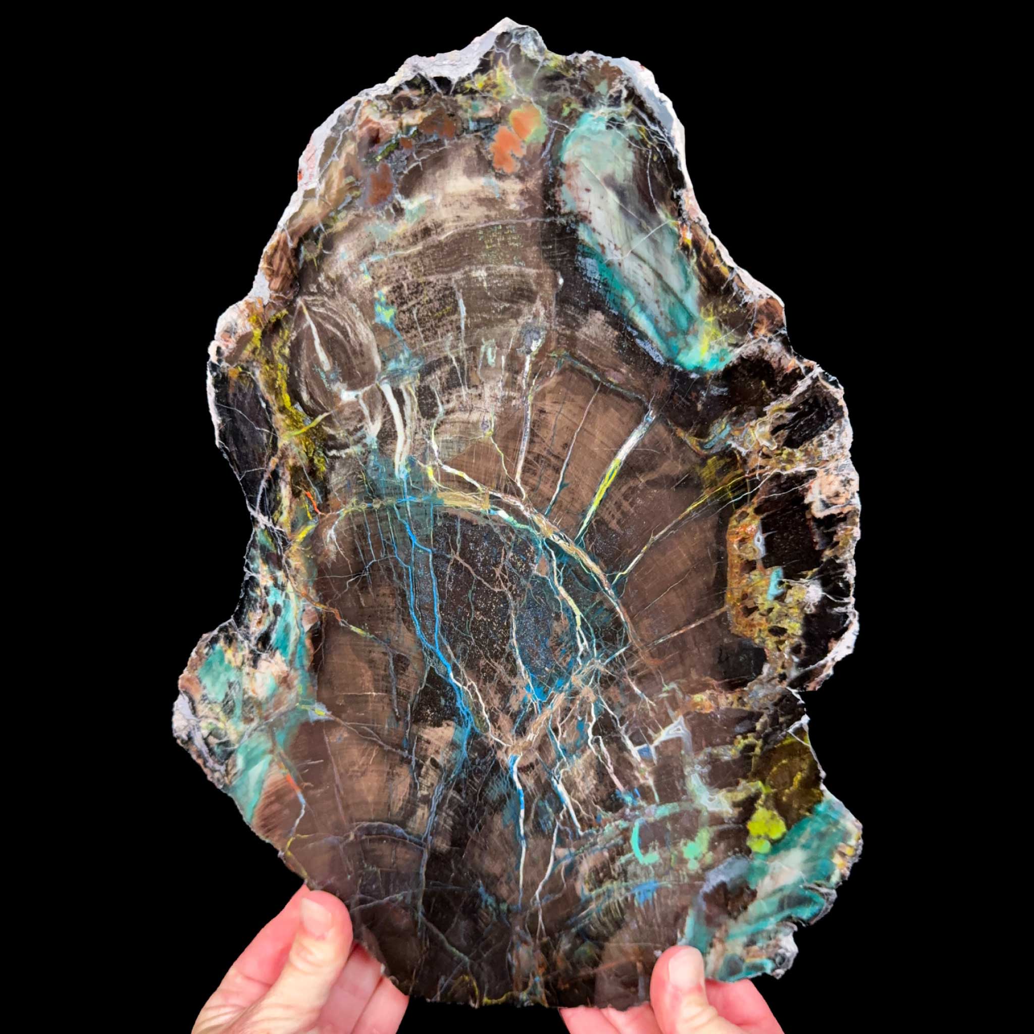 Large Slice of Petrified Colla Wood from Turkey