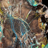 Close up of blue Azurite in Petrified Wood