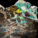 Close up of Chrysocolla included Petrified Wood 