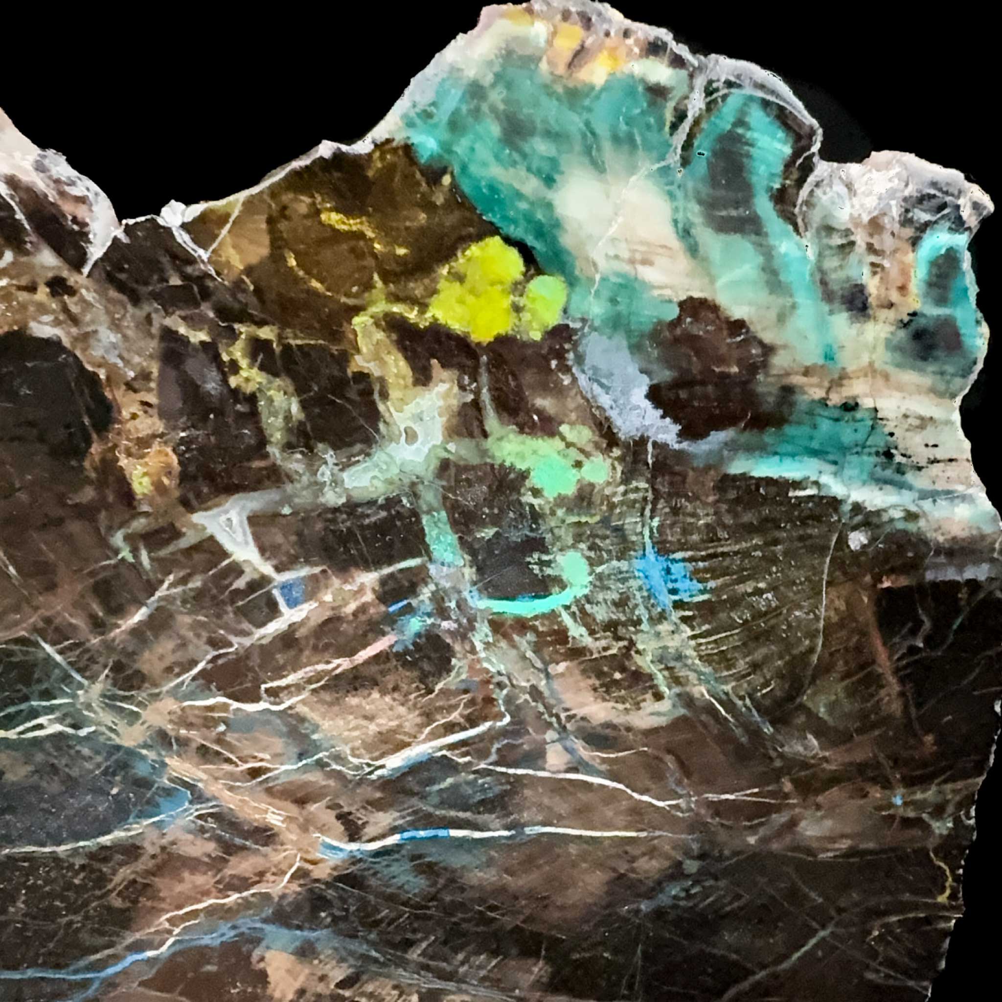 Close up of Chrysocolla included Petrified Wood 