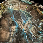 Close up of Azurite mineralization in Petrified Wood