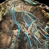 Close up of Azurite mineralization in Petrified Wood