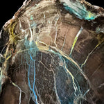 Close up of copper mineralization in Petrified Wood
