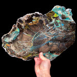 Large Slab of Petrified Colla Wood from Turkey