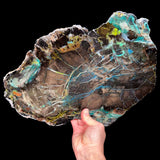 Large Slab of Petrified Colla Wood from Turkey