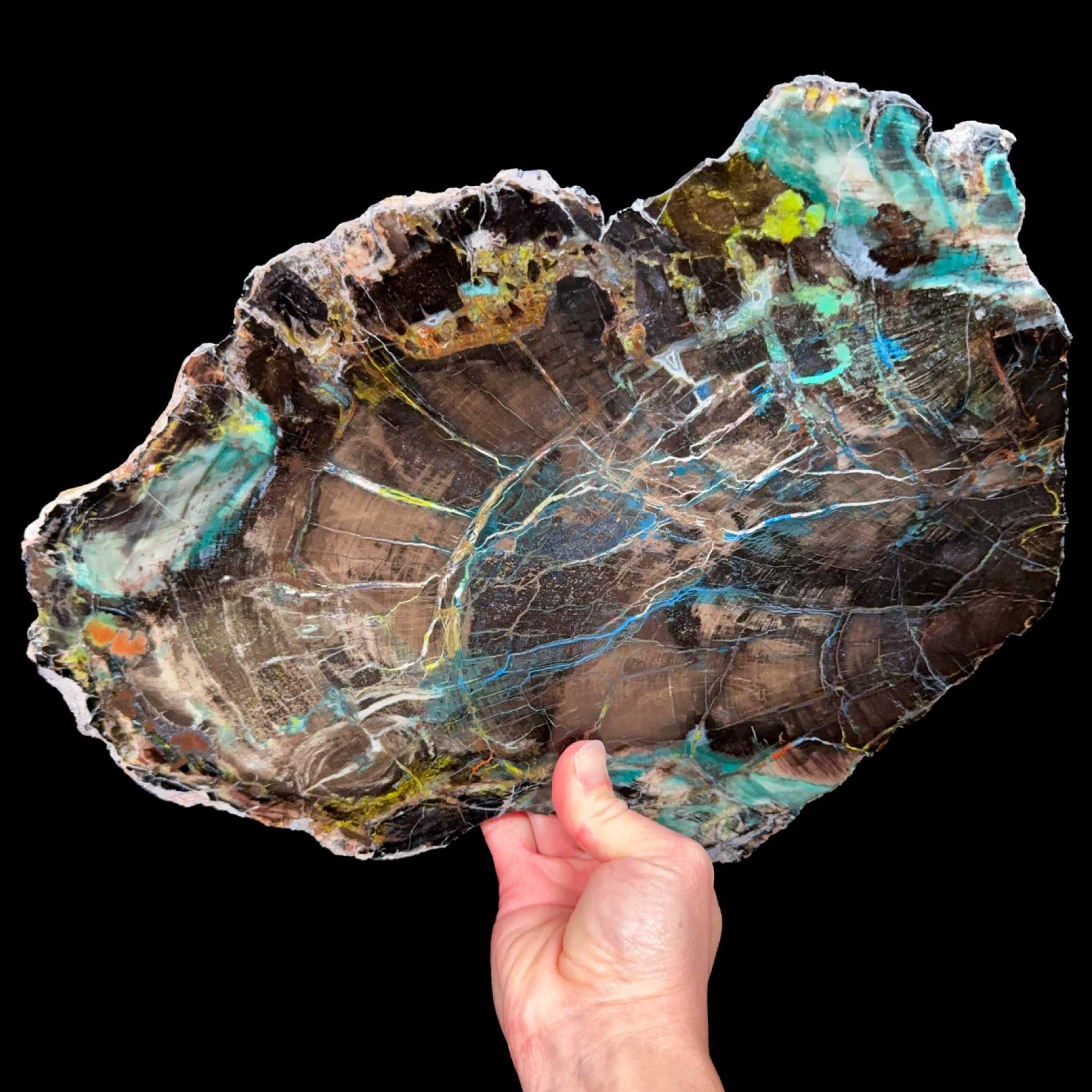 Large Slab of Petrified Colla Wood from Turkey