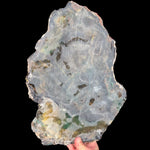 Reverse side of Petrified Wood with fiberglass reinforcement
