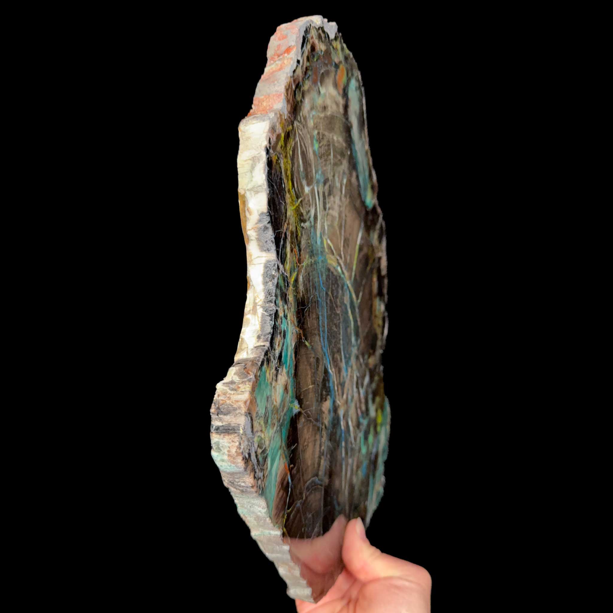 Side view of Petrified Colla Wood