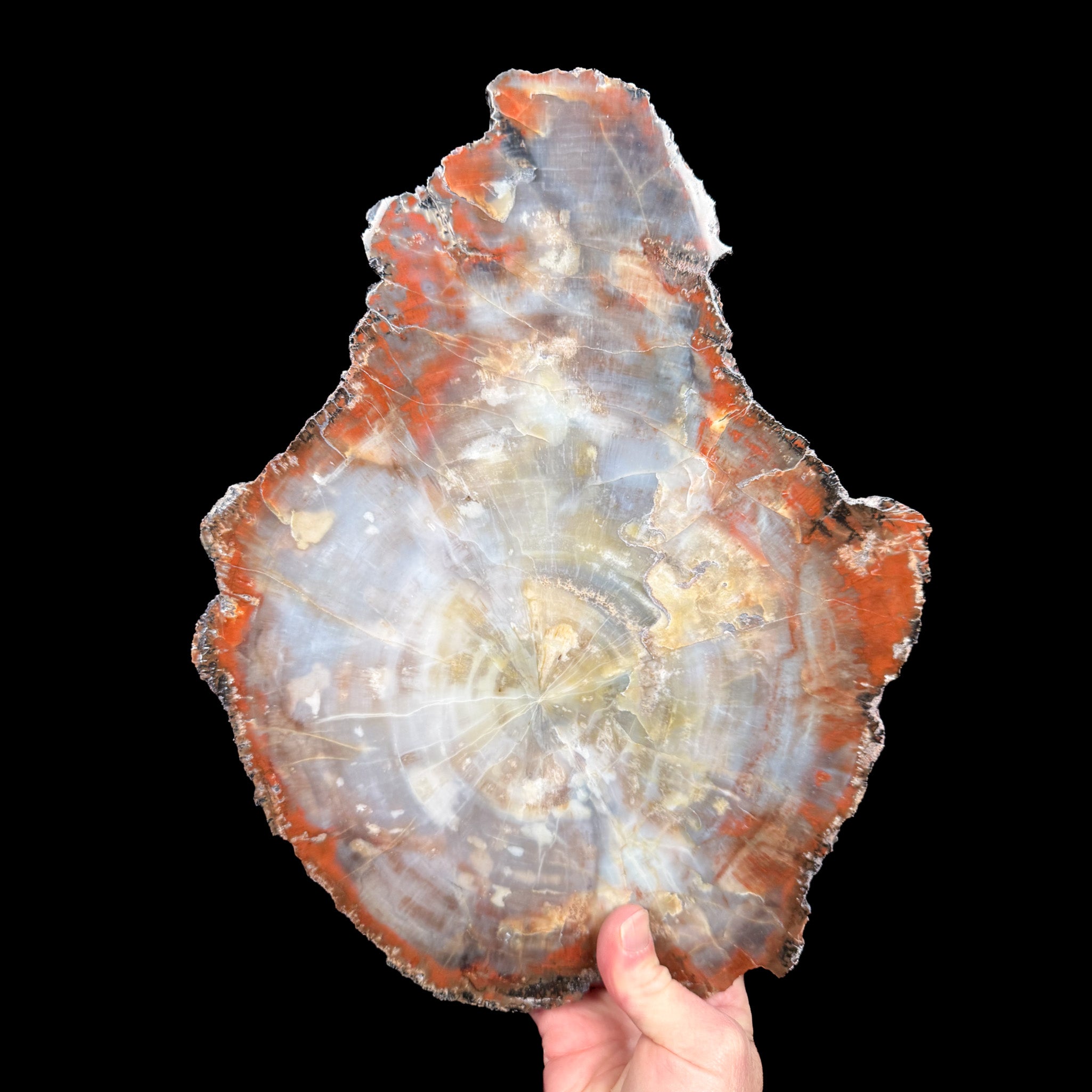 Red Petrified Wood Slab from Arizona