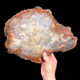 Red Petrified Wood Slice from Arizona