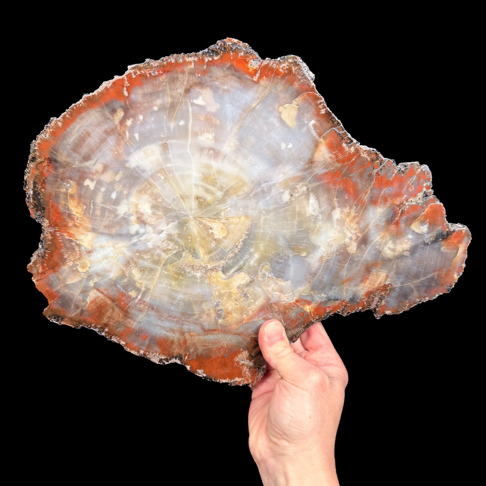 Red Petrified Wood Slice from Arizona