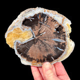 Blue Forest Petrified Wood Slice from Wyoming