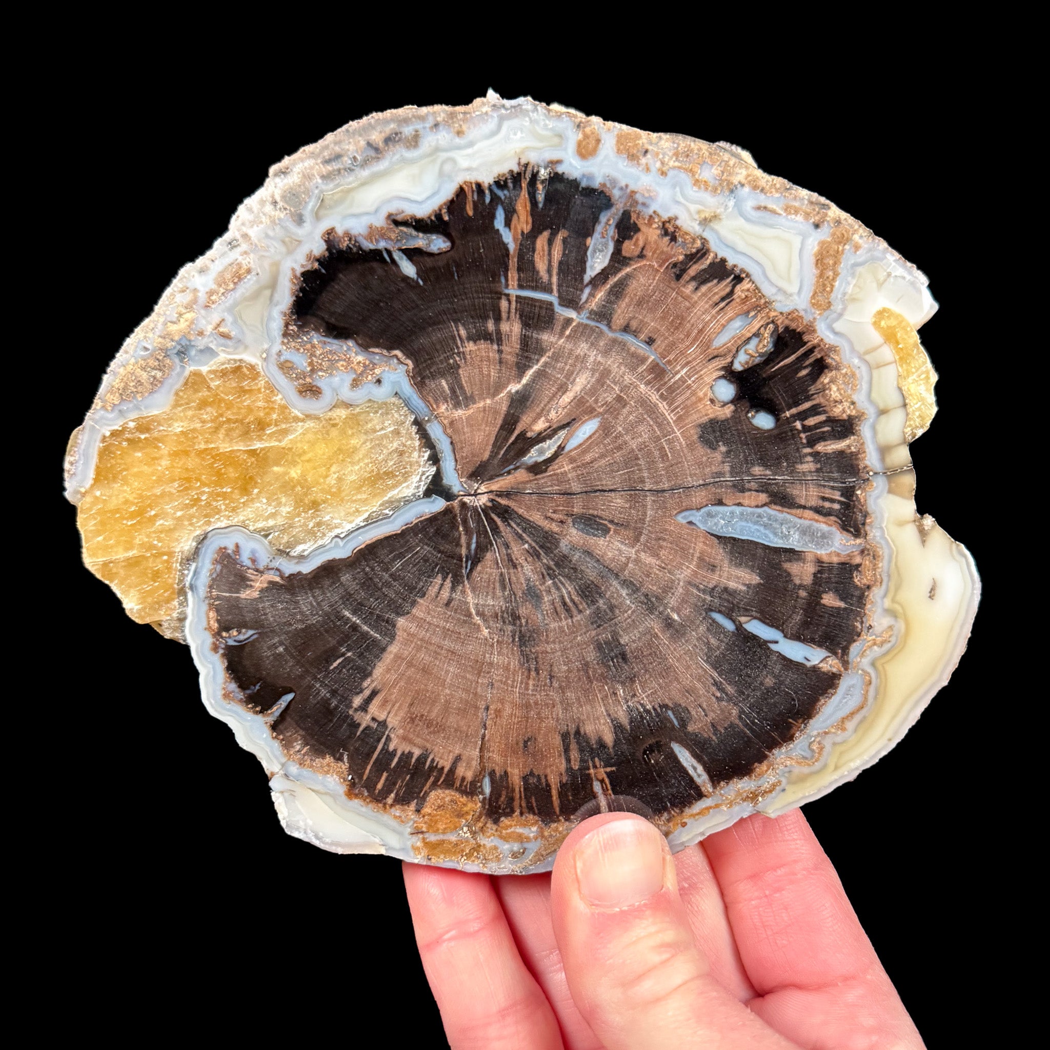 Blue Forest Petrified Wood Slice from Wyoming