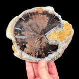Petrified Wood Slice with blue gray Chalcedony and golden yellow Calcite crystals from Blue Forest