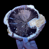 Blue Forest Wood displaying UV fluorescence