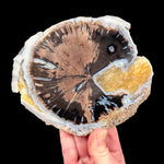Yellow Calcite with Blue Chalcedony in slice of Petrified Wood from Wyoming
