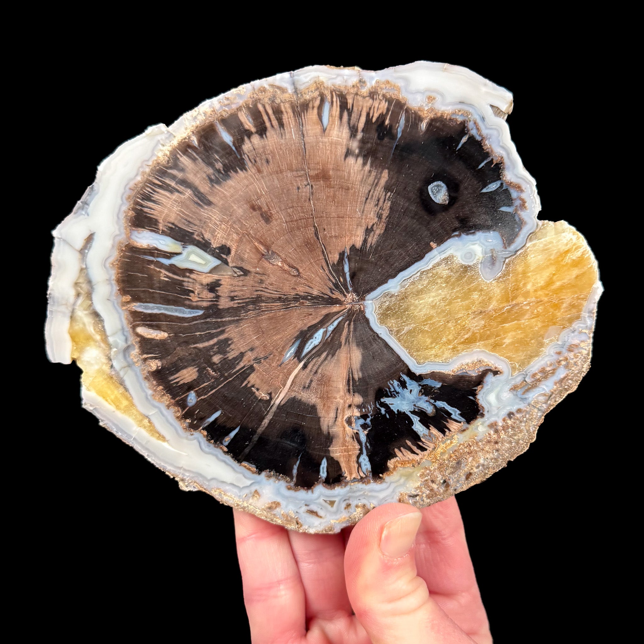Yellow Calcite with Blue Chalcedony in slice of Petrified Wood from Wyoming