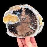 Blue Forest Wood Slice of Petrified Wood from Wyoming