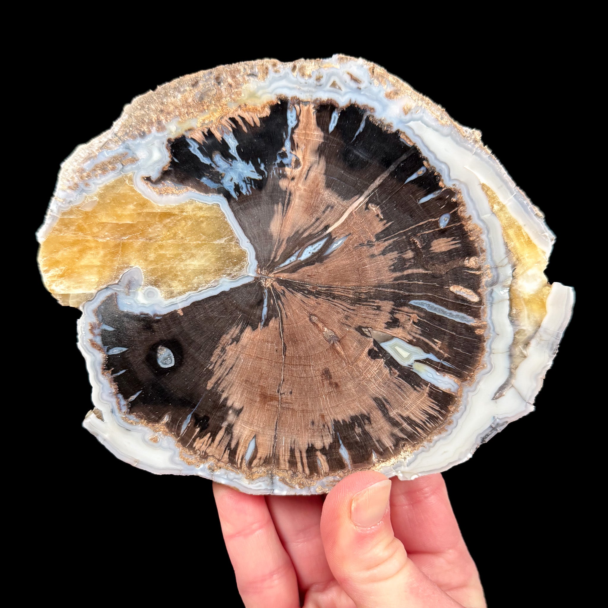 Blue Forest Wood Slice of Petrified Wood from Wyoming