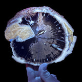 Blue Forest Petrified Wood slice displaying UV fluorescence