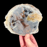 Exterior of petrified wood slice showing thin layer of fiberglass reinforcement