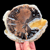 Petrified Wood slice from the Blue Forest in Wyoming