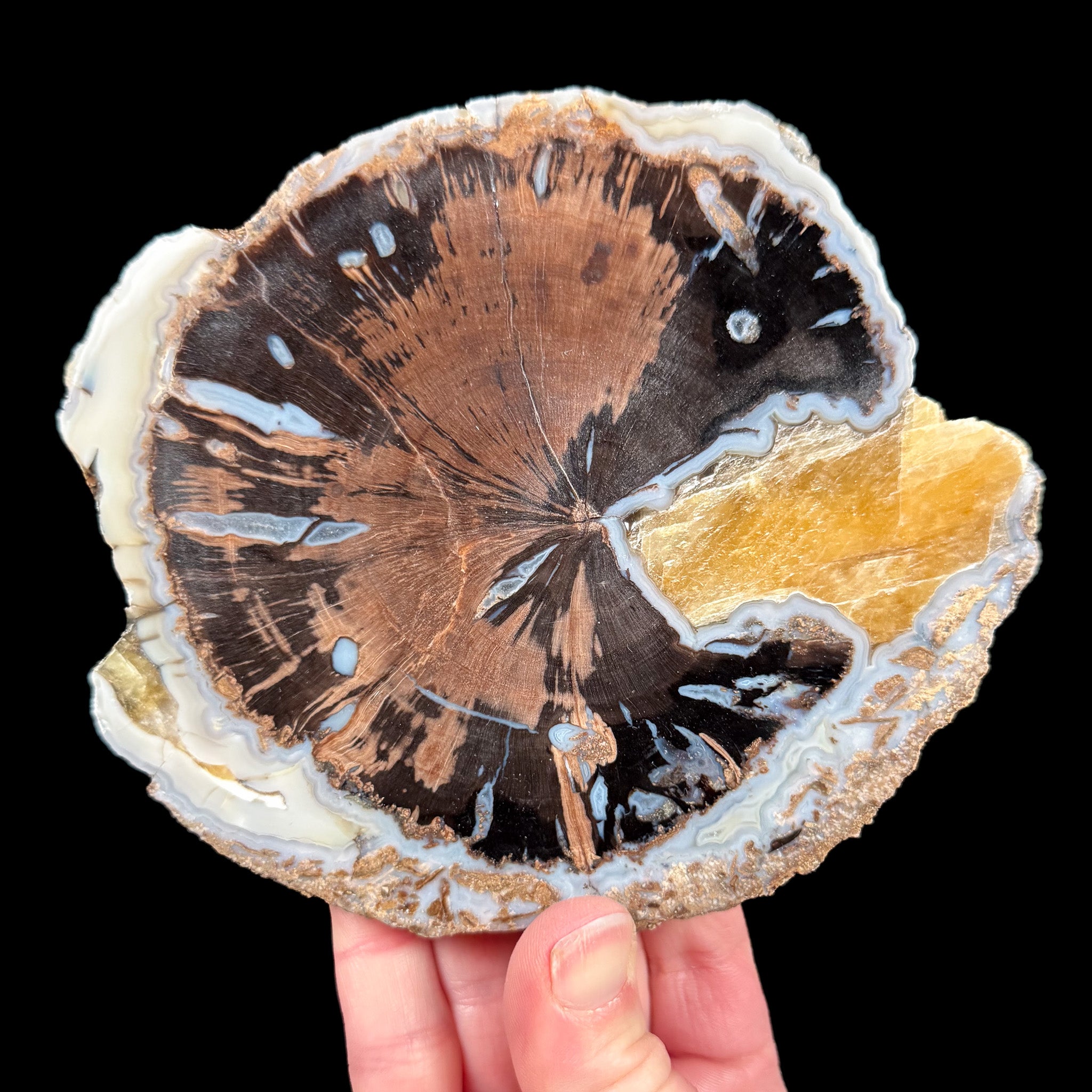Petrified Wood slice from the Blue Forest in Wyoming
