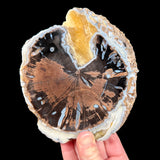 Golden yellow calcite with blue gray Chalcedony in Petrified Wood from Blue Forest, Wyoming