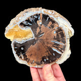 Blue Forest Petrified Wood Slice with chalcedony and calcite crystals