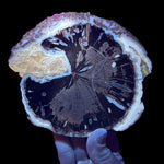 Blue Forest Petrified Wood specimen displaying UV fluorescence