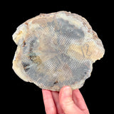 Exterior of petrified wood slice showing thin layer of fiberglass reinforcement