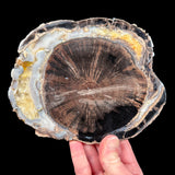 Blue Forest Petrified Wood Slice from Wyoming