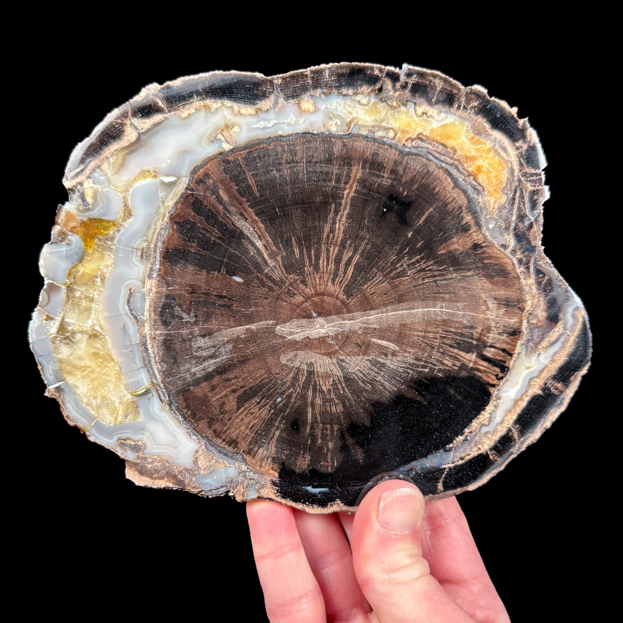 Blue Forest Petrified Wood Slice from Wyoming