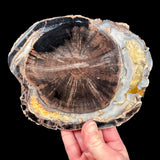 Yellow Calcite and blue-gray chalcedony in Petrified Blue Forest Wood from Wyoming