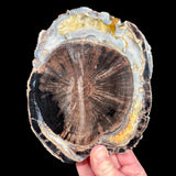Petrified Wood from Blue Forest Wyoming