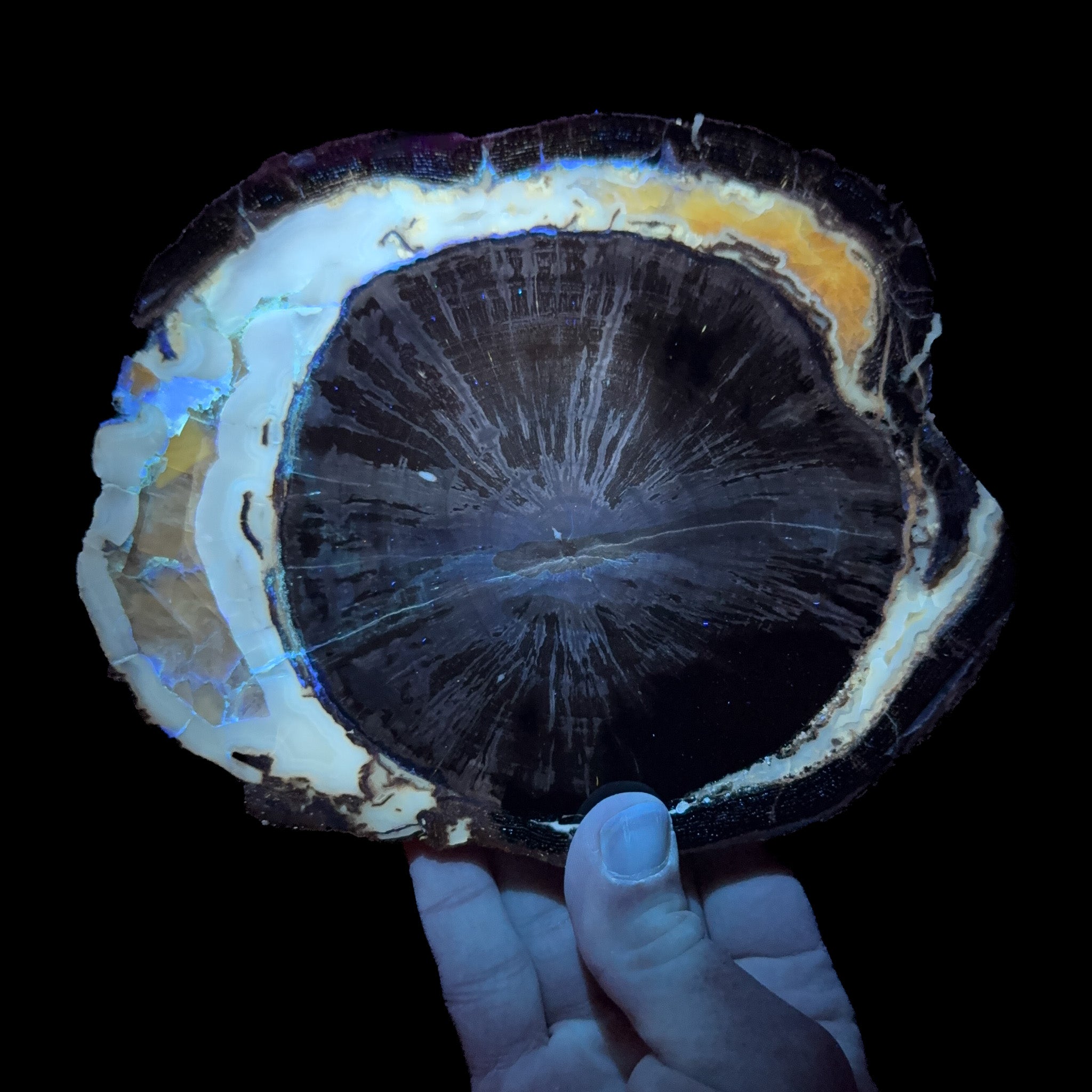 Blue Forest Petrified Wood displaying UV fluorecence