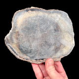 Exterior of Petrified Wood showing thin layer of fiberglass reinforcement