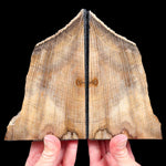 Petrified Wood Bookends from Oregon