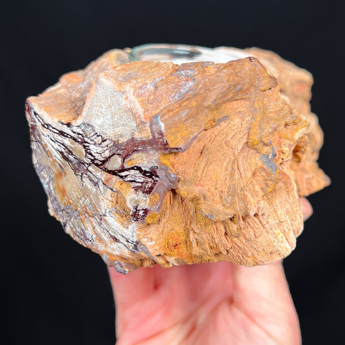 Partially Polished Side of Petrified wood