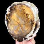 Petrified Wood from Deschutes, Oregon
