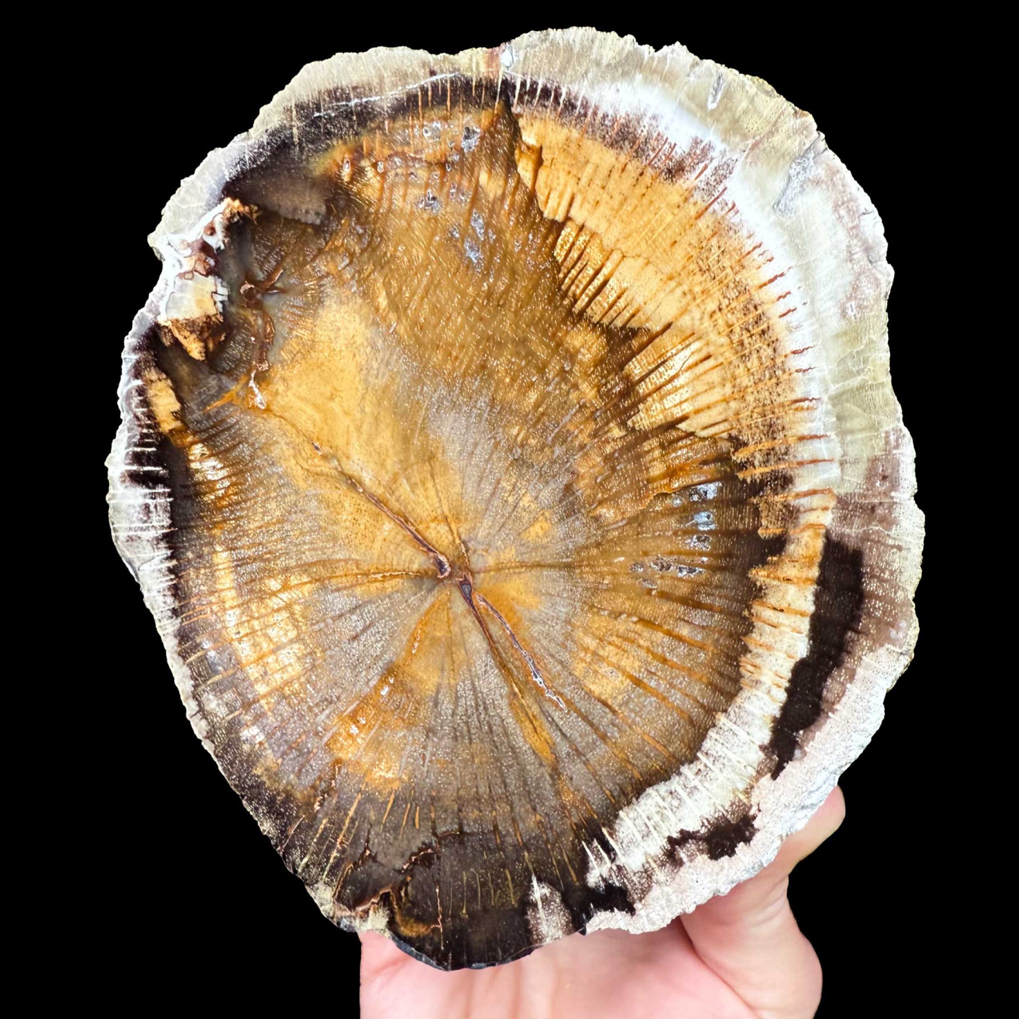 Petrified Wood from Deschutes, Oregon