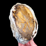 Petrified Wood from Deschutes, Oregon