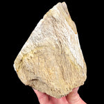 Exterior of Petrified Wood from Deschutes, Oregon