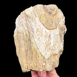 Exterior of Deschutes, Oregon Petrified Wood
